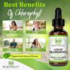 Benevolent Nourishment Chlorophyll Liquid Drops - Energy Boost, Immune System Support, Internal Deodorant, Mint Taste